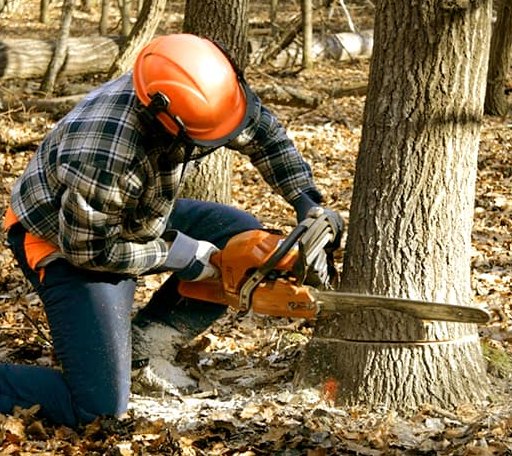 Tree Removal in Shrewsbury, MA